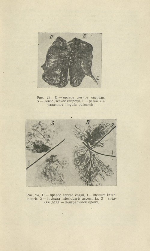 Страница 217