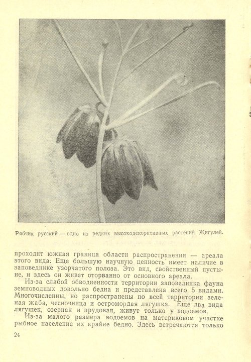 Страница 26