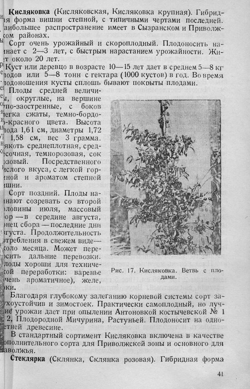 Страница 43